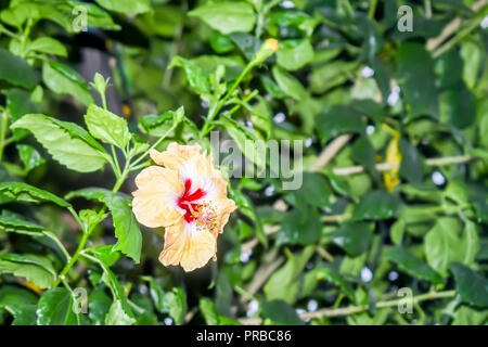 Hibiscus chinesische Rose. Tropische Pflanze, gemeinsame Werk in Thailand, Indien und China. Stockfoto