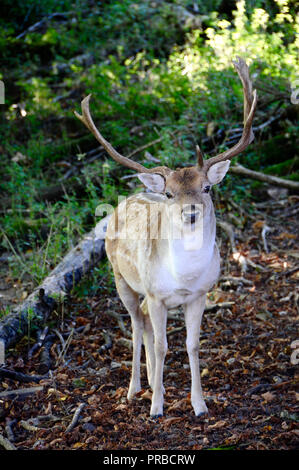 Eine brachliegende Buck (Dama Dama) in der Landschaft von Sussex. Erwachsenen männlichen Damwild (Böcke) sind in der Regel 84 - 94 cm an der Schulter und wiegen 46 - 94 kg. Frauen (tut) sind 73 - 91 cm an der Schulter und 35 - 56 kg wiegen. Dies stellt sie in der Größe von Reh- und Rotwild. Stockfoto