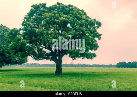 Alte Eiche auf Wiesen. Ein Feld, auf denen wächst eine schöne große Eiche, ein Sommer Landschaft im sonnigen warmen Wetter. Single Tree auf Grün in spri Stockfoto