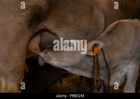 Kalb saugt das Euter einer Kuh Stockfoto