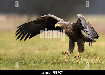 Weiße Seeadler (Haliaeetus albicilla) Stockfoto