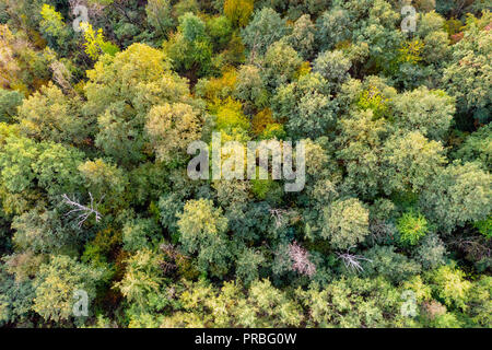 Luftbild von Oben nach Unten Blick auf Wald. Stockfoto