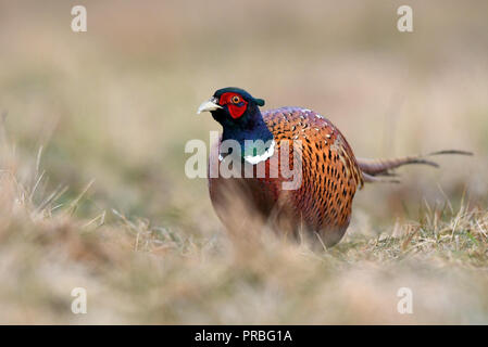 Ringneck Fasan (Phasianus colchicus) Stockfoto