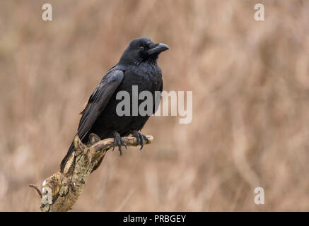 Raven (Corvus Corax) Stockfoto