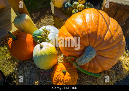 Verschiedene Kürbisse zum Verkauf im Helmsley Walled Garden North Yorkshire im Herbst Stockfoto