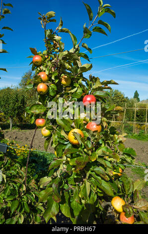 Fillingham Pippin Wüste Äpfel im späten September reif auf einem Baum in Helmsley Walled Garden North Yorkshire Stockfoto