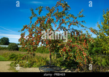 Crab Apple tree mit Sitz um seinen Stamm im Herbst leuchtend rote Äpfel in Helmsley ummauerten Garten überdachte ausgestattet Stockfoto