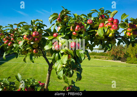 Apple tree Spalier auf einem Zaun mit leuchtend roten und gelben Äpfeln in Helmsley ummauerten Garten im Herbst fest Stockfoto