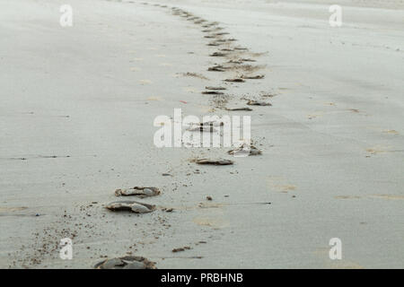 Pferdehuf druckt auf nasse glatte Strand sand in Pembrokeshire, Wales, Großbritannien Stockfoto