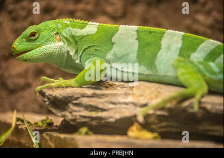 Fidschi Kurzkammleguan (Brachylophus fasciatus) am Zoo Atlanta in der Nähe der Innenstadt von Atlanta, Georgia. (USA) Stockfoto