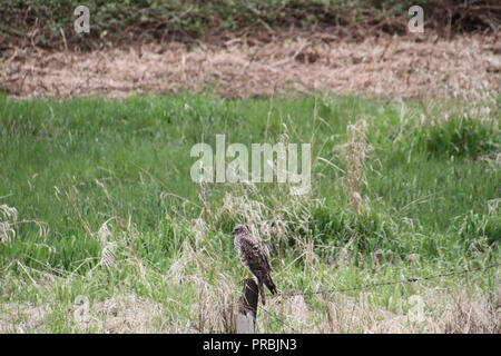 Eine red tailed Hawk thront auf einem zaunpfosten in einer Wiese mit grünem Gras im Hintergrund Stockfoto