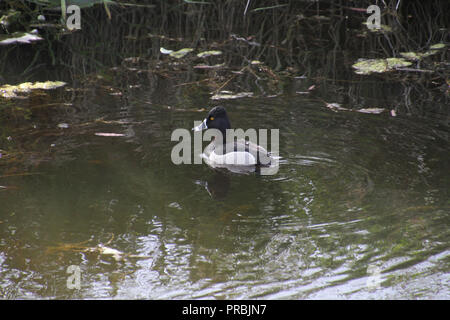 Ein Ring necked Enten schwimmen in einem Teich an einem bewölkten Tag Stockfoto