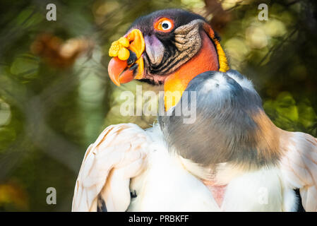 Bunte king Vulture (Sarcoramphus Papa) im Zoo Atlanta in der Nähe der Innenstadt von Atlanta, Georgia. (USA) Stockfoto