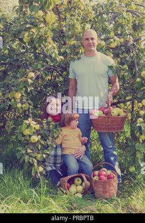 Glückliche Familie sammelt Äpfel im Garten Stockfoto