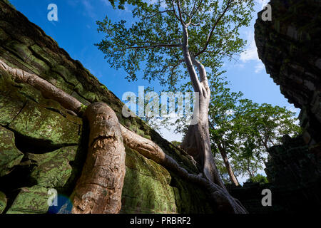 Große Baumwurzeln, Ta Prohm Ruinen in Angkor Wat. Die Angkor Wat complex, während des Khmer-reiches alter gebaut, in Siem Reap, Kambodscha gelegen, ist Stockfoto