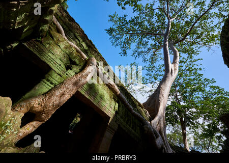 Große Baumwurzeln, Ta Prohm Ruinen in Angkor Wat. Die Angkor Wat complex, während des Khmer-reiches alter gebaut, in Siem Reap, Kambodscha gelegen, ist Stockfoto