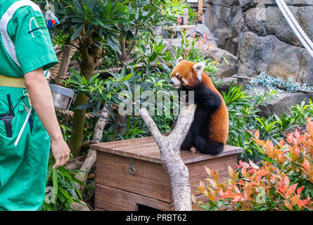 Süße Rote Panda in Hongkong Zoo leben. In der wilden Lebensraum der roten Pandas, Äste werden oft mit rötlich braun Moos bedeckt. Stockfoto