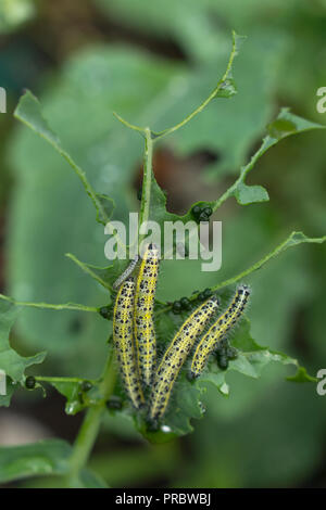 Mehrere Kohl weißen Raupen, Pieris Rapae, auf einem gegessen Brokkoli pflanze Blatt Stockfoto