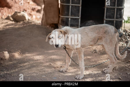 Hund mit blauen Augen auf die Kette, bewacht das Haus Stockfoto