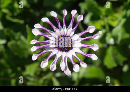 Ein weiss und lila Osteospermum Whirligig Daisy, daisybush, African Daisy, Cape Daisy, auf grünem Boden zurück Stockfoto