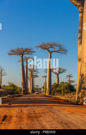 Abschnitt einer Straße zwischen Morondava und Belon' ich Tsiribihina in der menabe Region mit prominenten baobabs Bäume Stockfoto