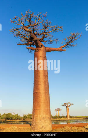 Single Baobab Baum in der Dämmerung Stockfoto