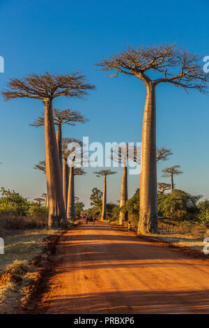 Abschnitt einer Straße zwischen Morondava und Belon' ich Tsiribihina in der menabe Region mit prominenten baobabs Bäume Stockfoto