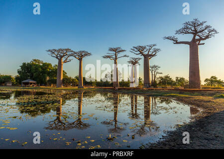 Abschnitt einer Straße zwischen Morondava und Belon' ich Tsiribihina in der menabe Region mit prominenten baobabs Bäume Stockfoto