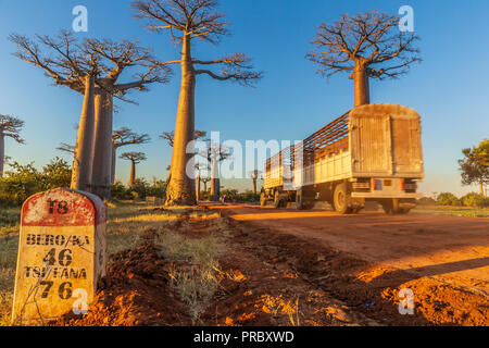 Schöne Baobab Bäume bei Sonnenuntergang an der Allee der Baobabs in Madagaskar Stockfoto