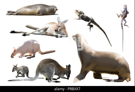 Satz von verschiedenen isolierten wilde Tiere wie Vögel, Säugetiere, Reptilien aus Australien Stockfoto