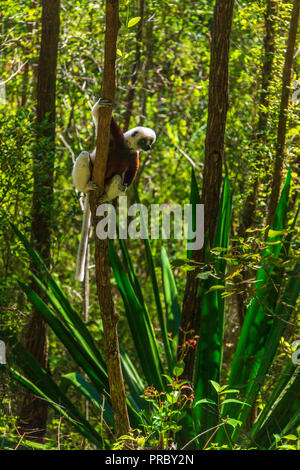 Die gefährdeten Coquerel Sifaka (Propithecus coquereli) ruht in einem Baum in einem Regenwald in Madagaskar Stockfoto