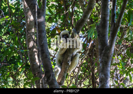 Die gefährdeten Coquerel Sifaka (Propithecus coquereli) ruht in einem Baum in einem Regenwald in Madagaskar Stockfoto