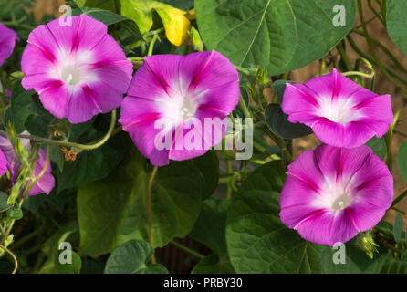 Die Blüten der Morgen Gory (Ipomoea nil var. Scarlet O'Hara. Stockfoto