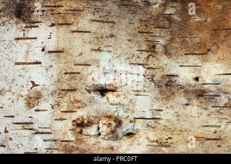 Detail der Streifen von birkenrinde auf weißem Hintergrund Stockfoto