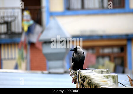 Krähe in Kathmandu, Nepal Stockfoto