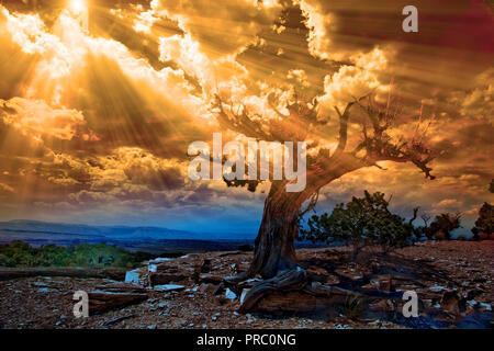 Sun Licht strömt in felsigen Wüste Szene mit alten trockenen Baum Stockfoto