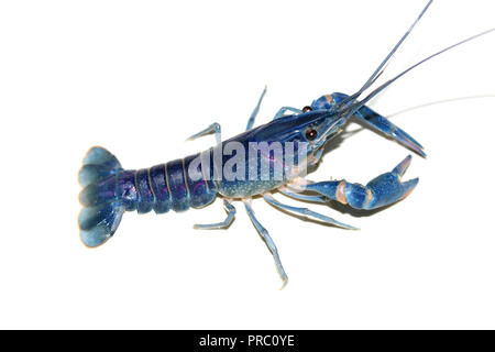 Cherax blue Krebse im Aquarium Stockfoto