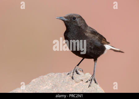 Schwarz Wetter (Oenanthe leucura syenitica), Frontansicht eines männlichen steht auf einem Felsen Stockfoto