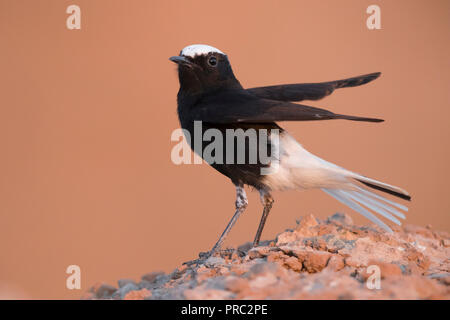 Weiß - gekrönte Steinschmätzer (Oenanthe leucopyga), Erwachsenen über aus dem Boden zu tafe Stockfoto