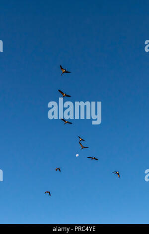 Schwarm Kanadagänse (Branta canadensis) in einer V-Formation fliegen auf den Mond. Stockfoto