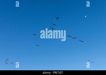 Schwarm Kanadagänse (Branta canadensis) in einer V-Formation fliegen auf den Mond. Stockfoto