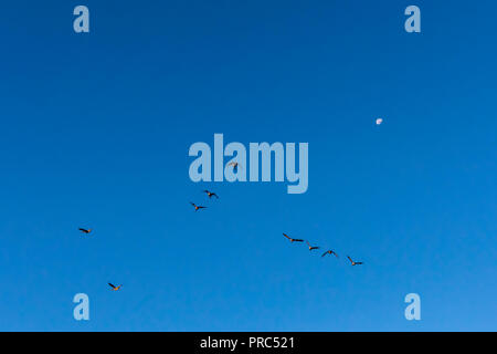 Schwarm Kanadagänse (Branta canadensis) in einer V-Formation fliegen auf den Mond. Stockfoto