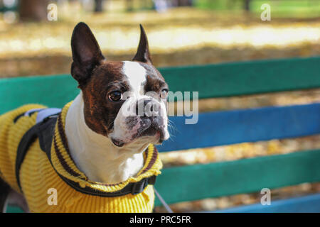 Hund Boston Terrier in gelb Pullover sitzt auf der Bank im Park Stockfoto