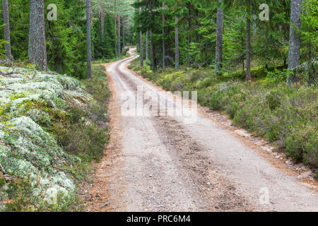Wicklung, unbefestigte Straße durch den Wald Stockfoto