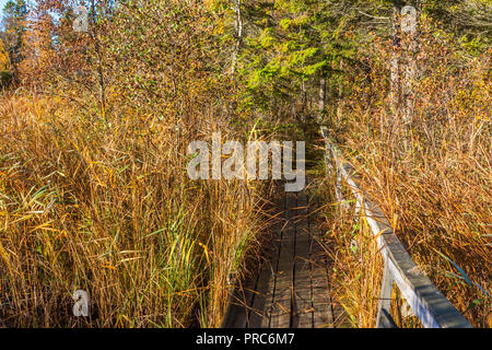 Holzsteg durch das Schilf am See Stockfoto