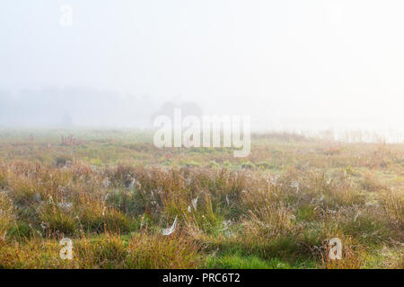 Spinnweben im Gras auf der nebligen Mooren Stockfoto