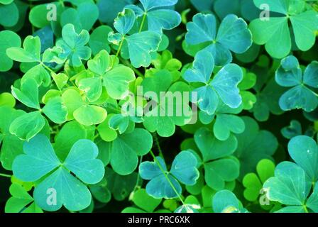 Nahaufnahme einer Struktur aus grünem Klee. Natürlicher grüner Kleeblatthintergrund, perfekt für Saint Patrick's Day, grüner Shamrock, Prince Edward Island, Kanada Stockfoto