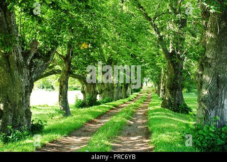 Eine schöne und ruhige Land-Dirt-Straße mit einem Baldachin alter Baumlinien auf beiden Seiten, die zu einem Haus führen, sichtbare Karre Ruts, PEI, Kanada Stockfoto