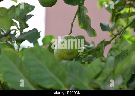 Makroaufnahme von Kalk Früchte am Baum, Lime Tree mit unreife Früchte in Sardinien Stockfoto