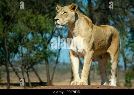 Löwin stehend auf einem Hügel auf der Suche nach ihren Jungen in der Wildnis Stockfoto